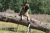 MALINOIS 066